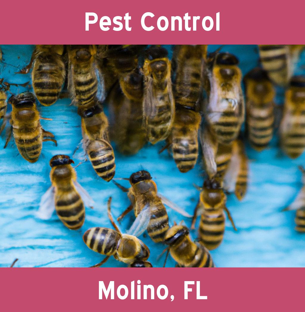 pest control in Molino Florida