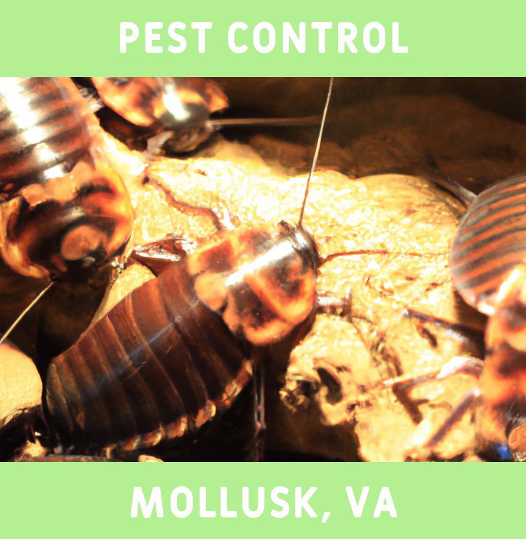 pest control in Mollusk Virginia