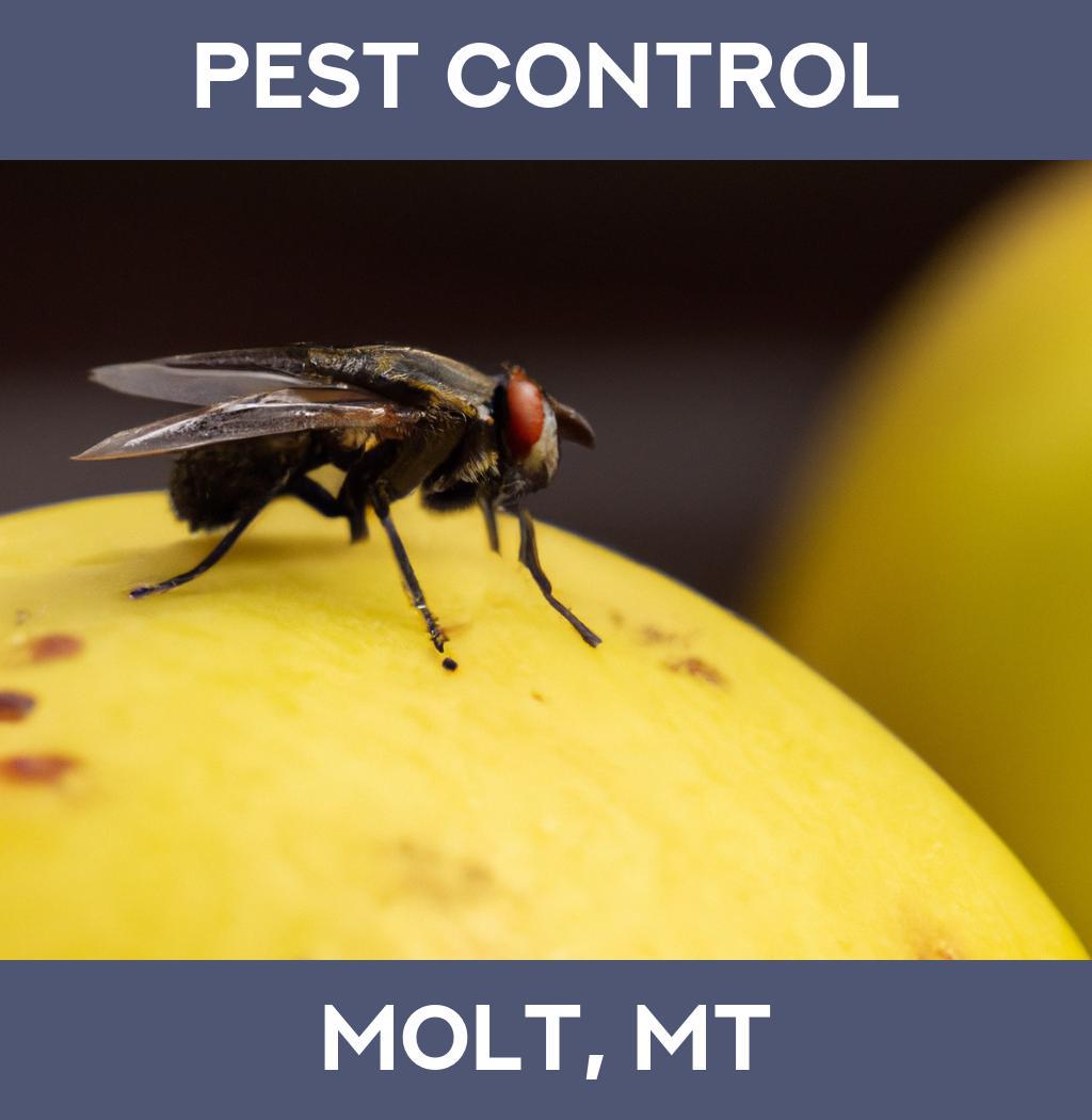 pest control in Molt Montana