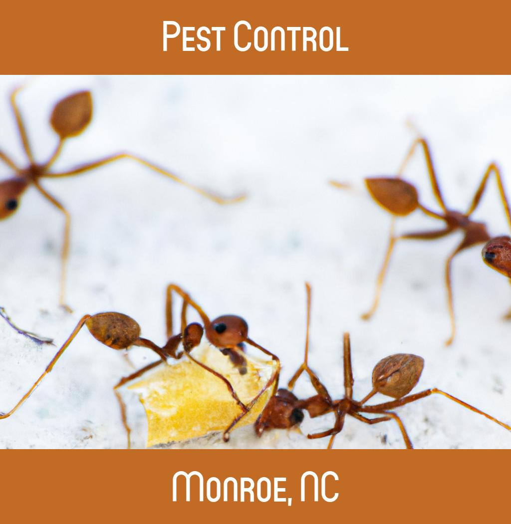 pest control in Monroe North Carolina