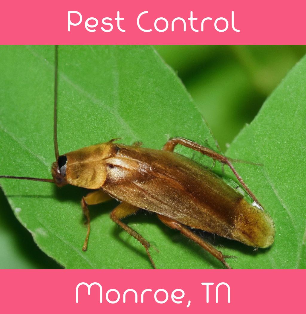 pest control in Monroe Tennessee