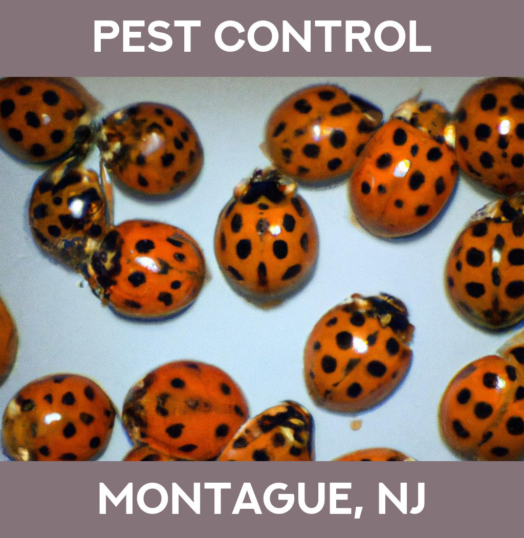 pest control in Montague New Jersey