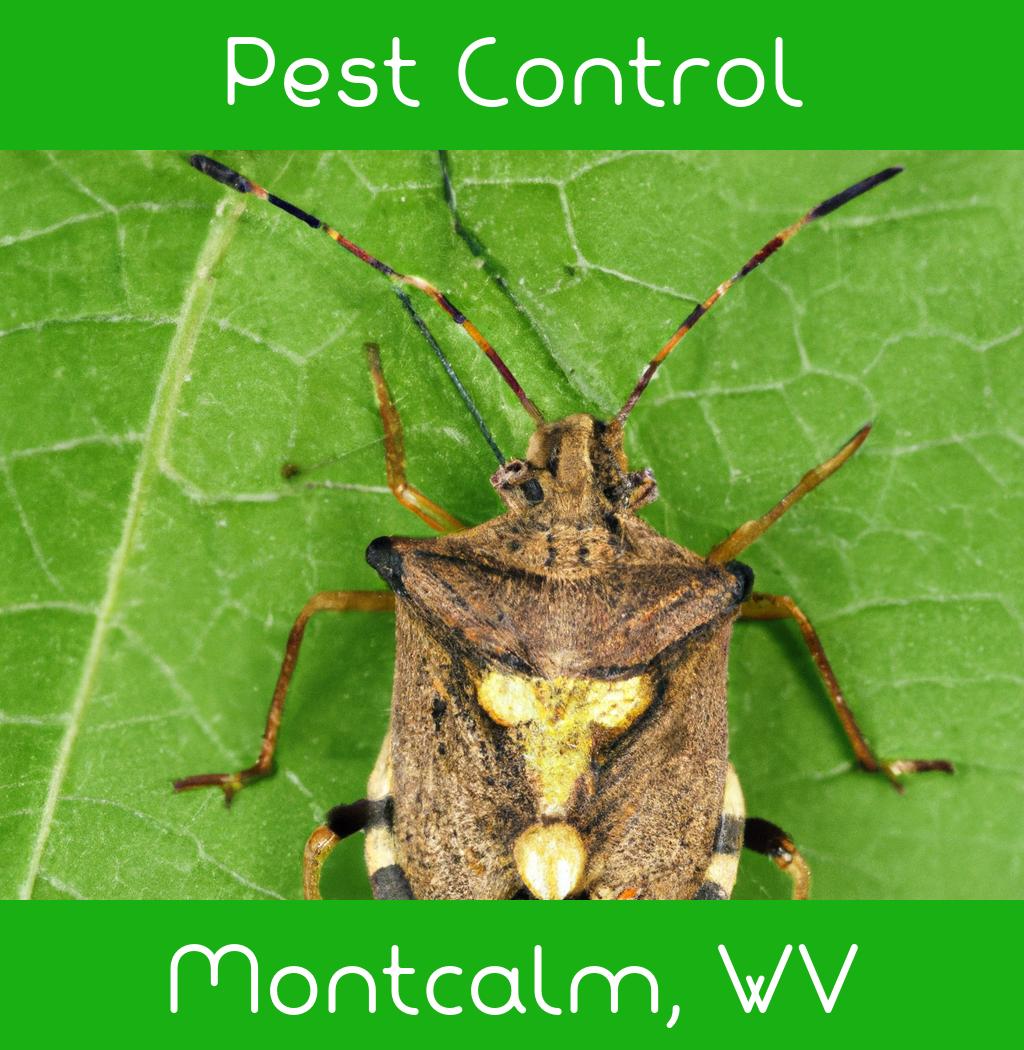 pest control in Montcalm West Virginia