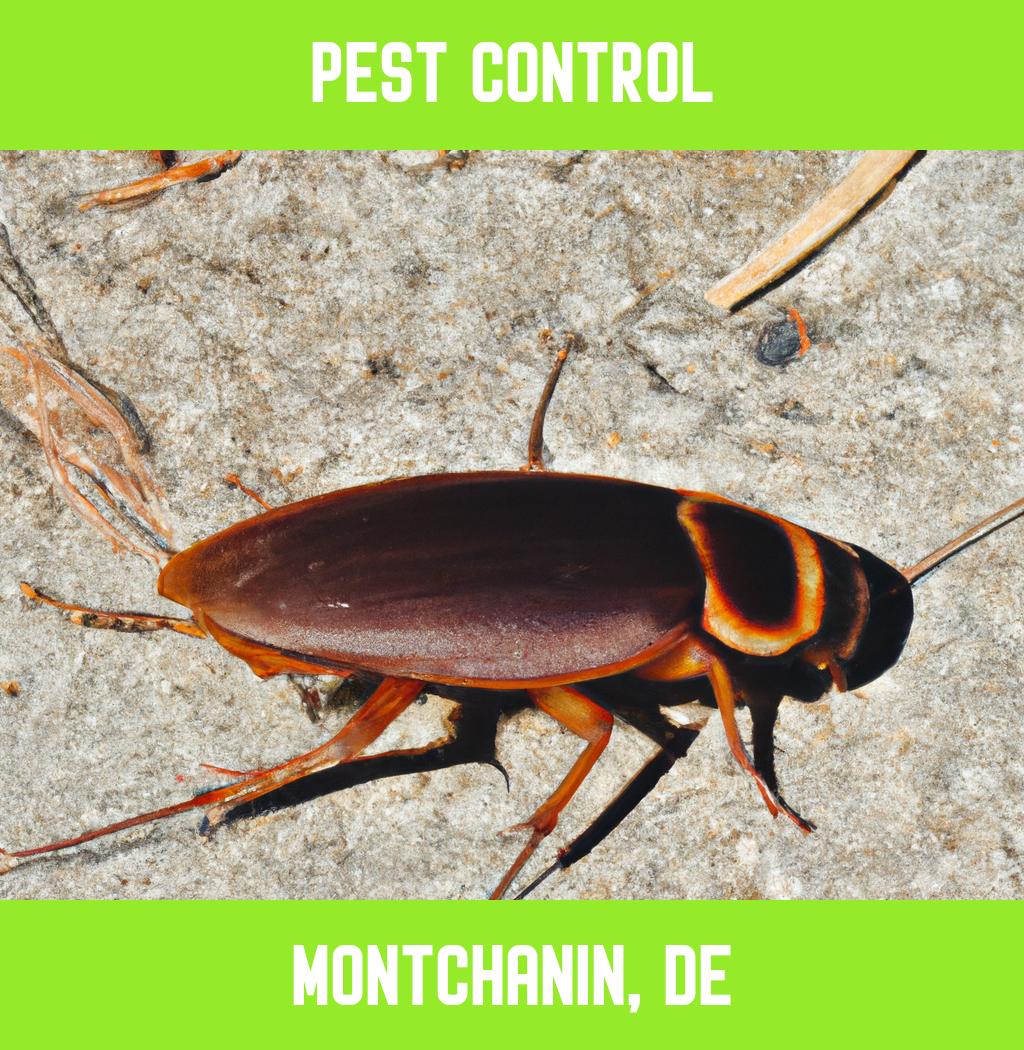 pest control in Montchanin Delaware
