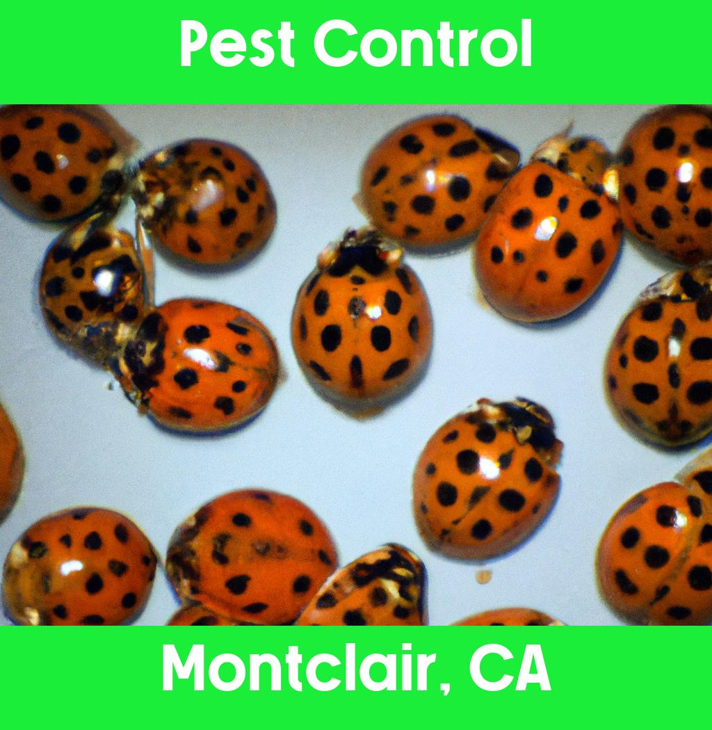pest control in Montclair California