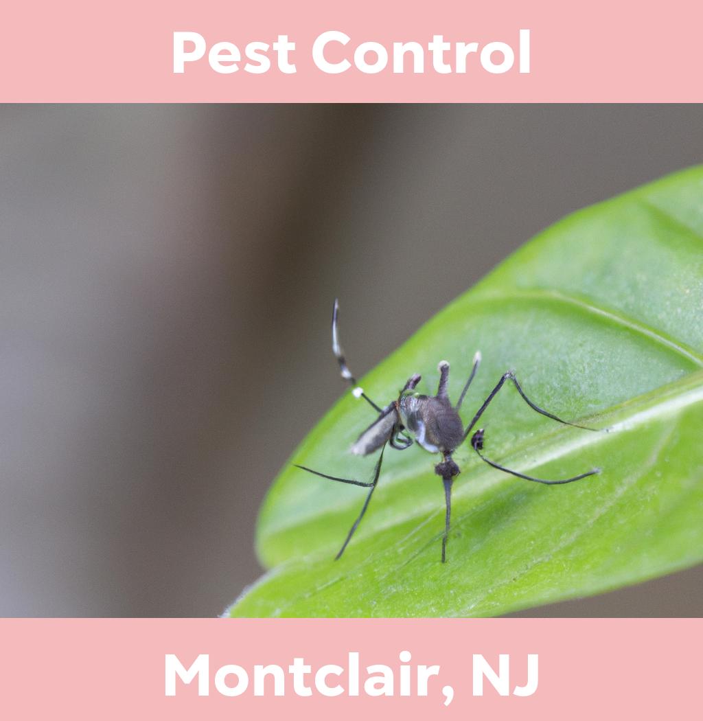 pest control in Montclair New Jersey