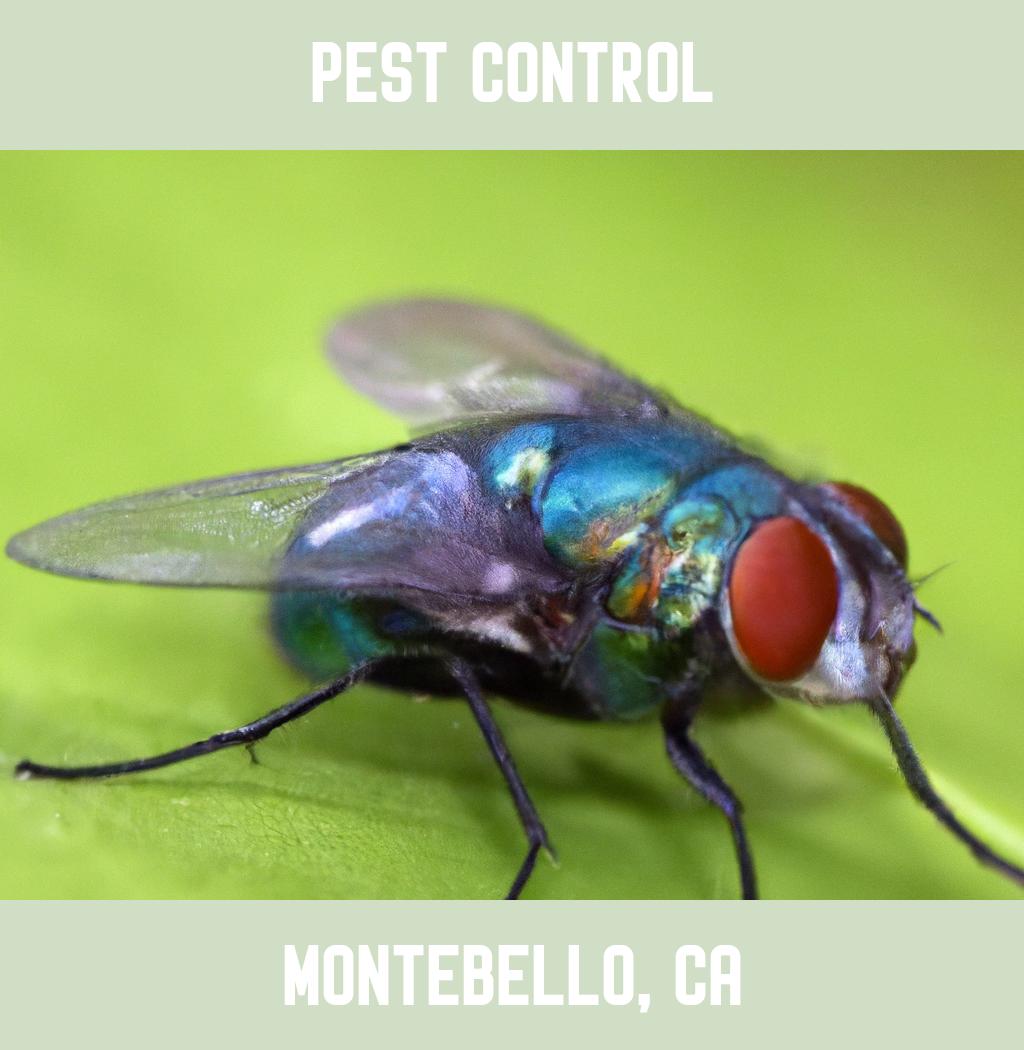 pest control in Montebello California