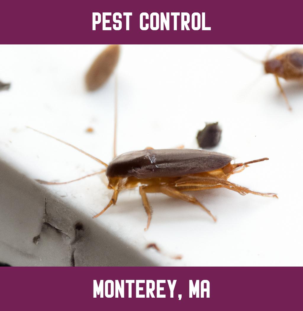 pest control in Monterey Massachusetts