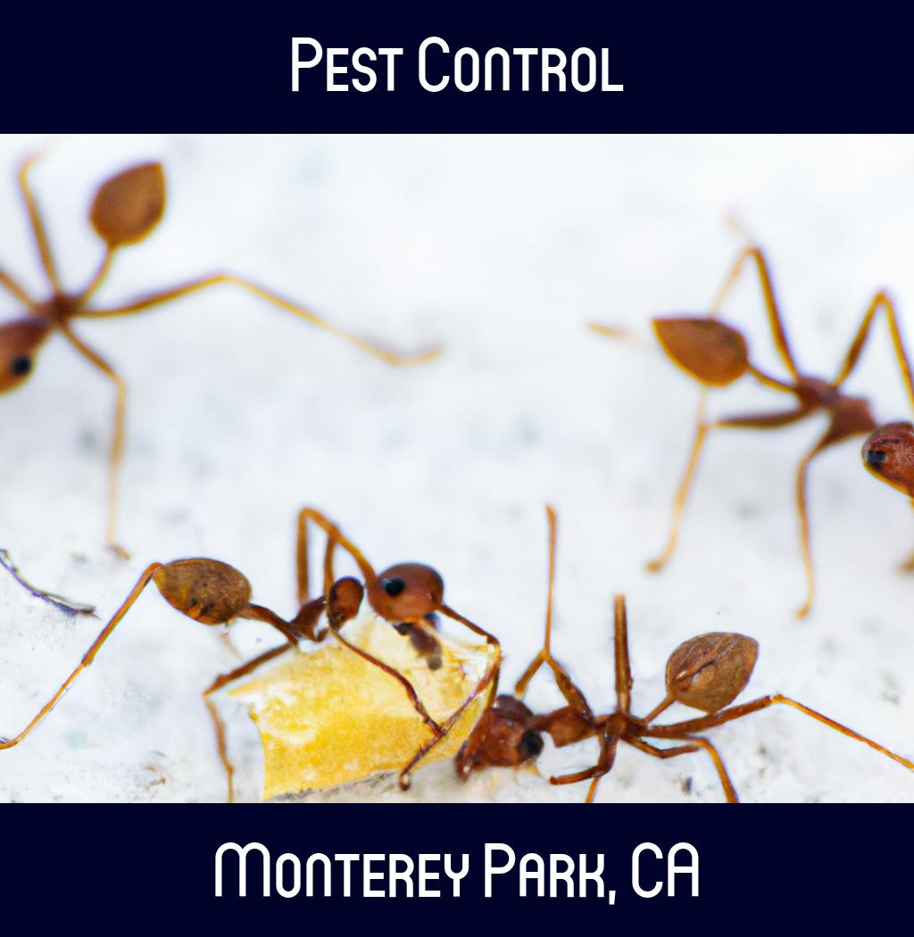 pest control in Monterey Park California