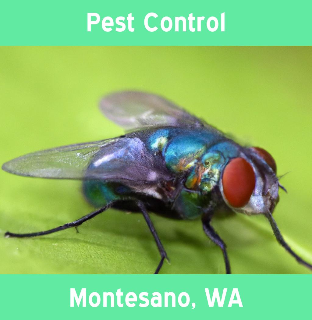 pest control in Montesano Washington