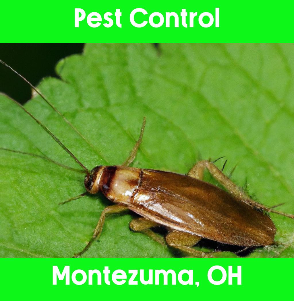 pest control in Montezuma Ohio
