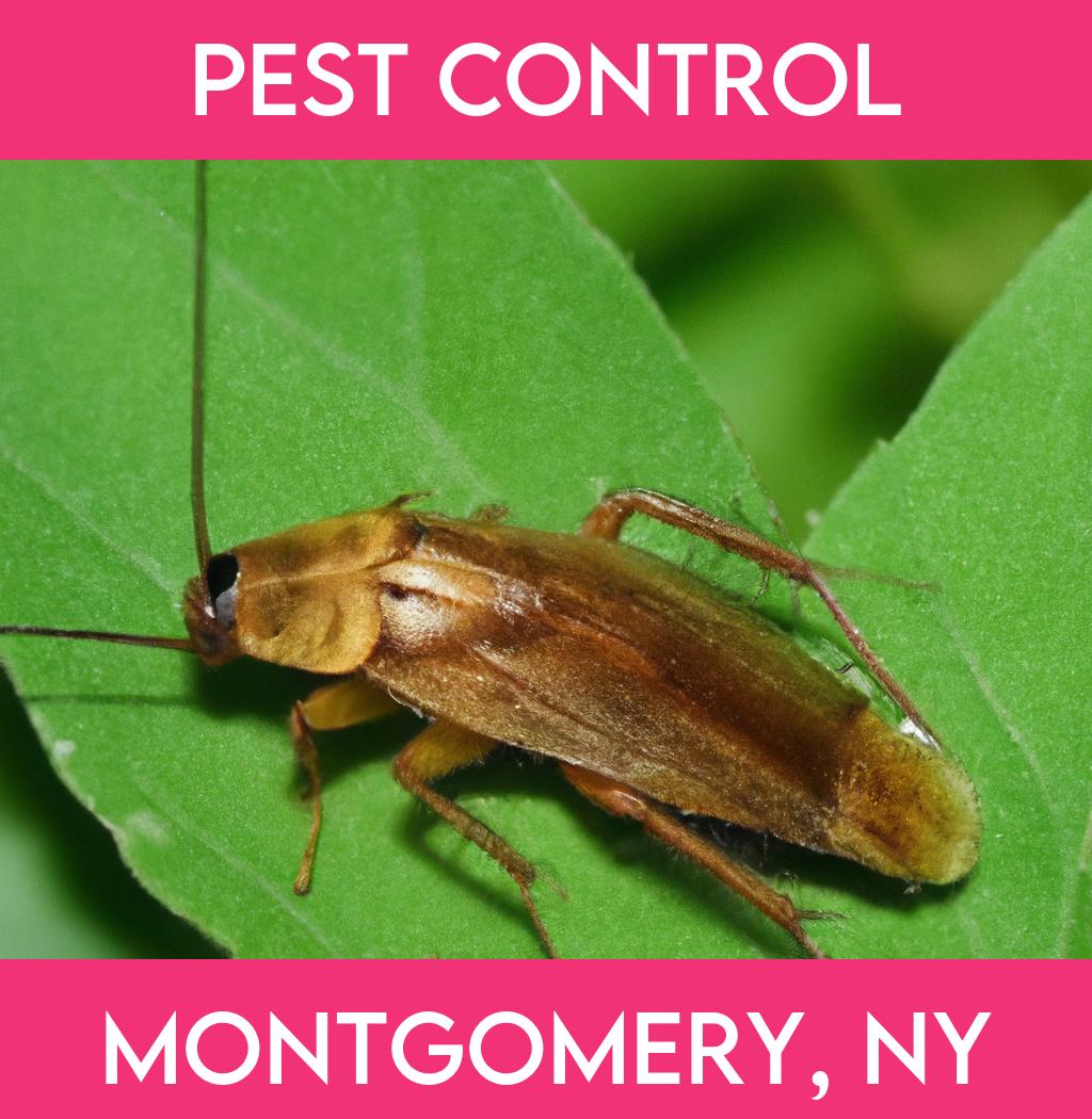 pest control in Montgomery New York