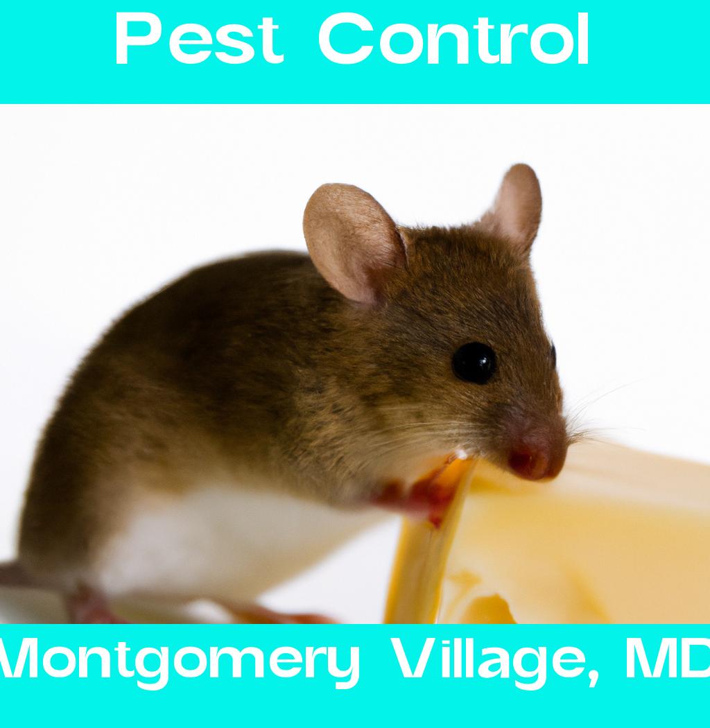 pest control in Montgomery Village Maryland