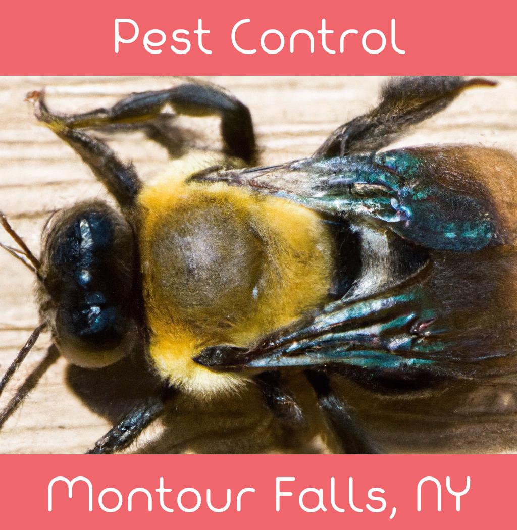 pest control in Montour Falls New York