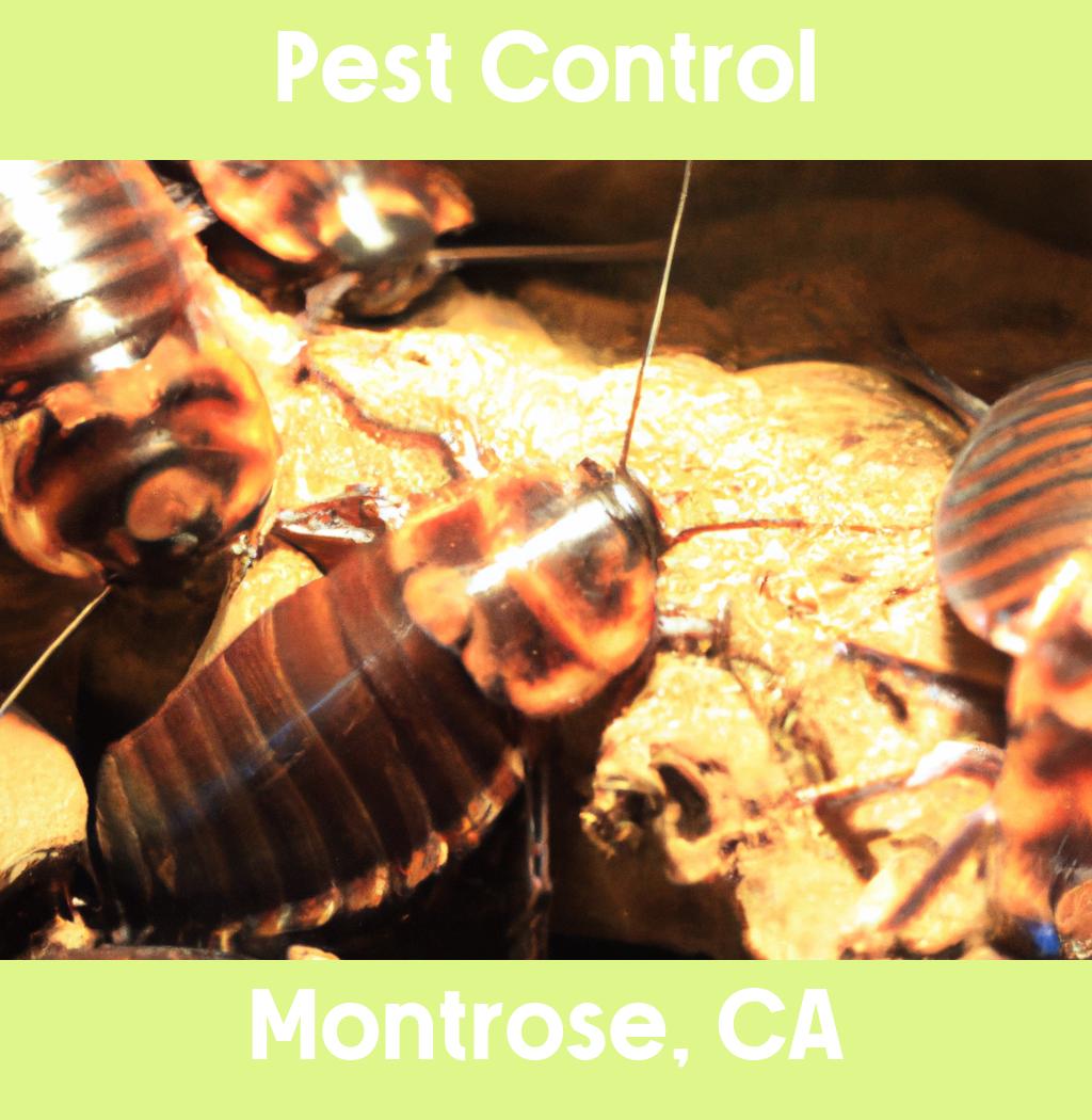 pest control in Montrose California