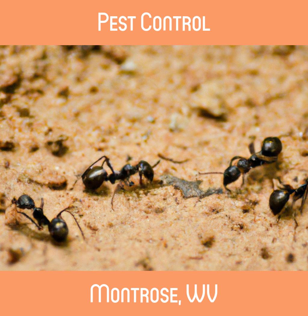 pest control in Montrose West Virginia