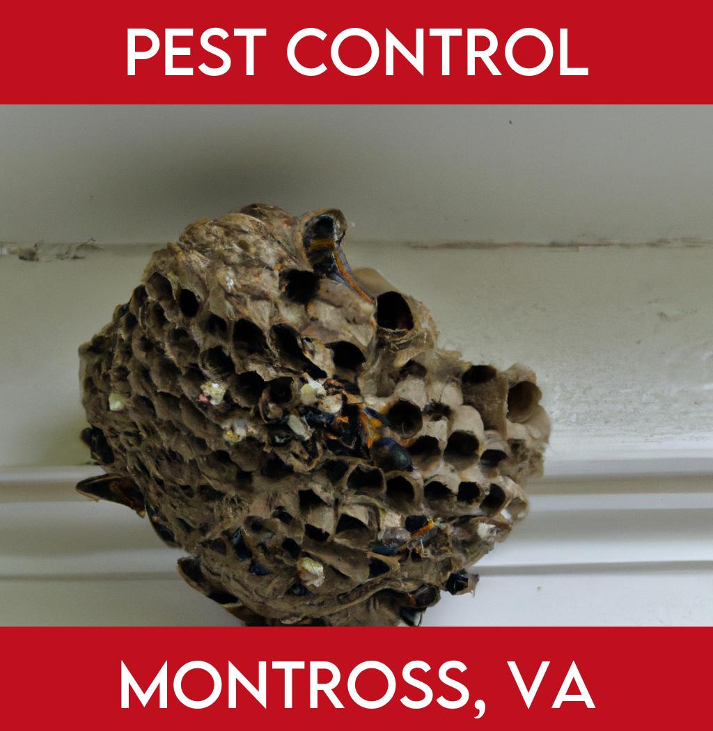 pest control in Montross Virginia