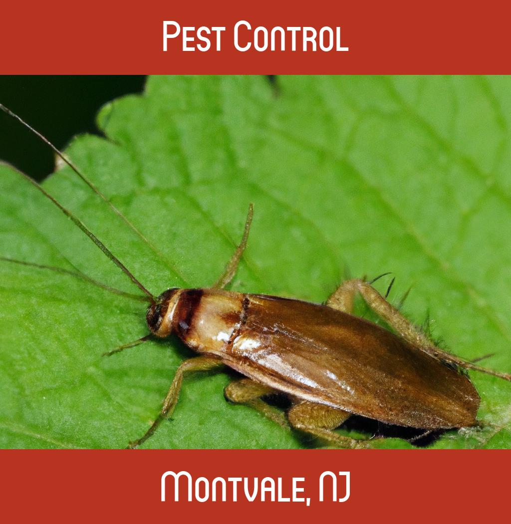 pest control in Montvale New Jersey