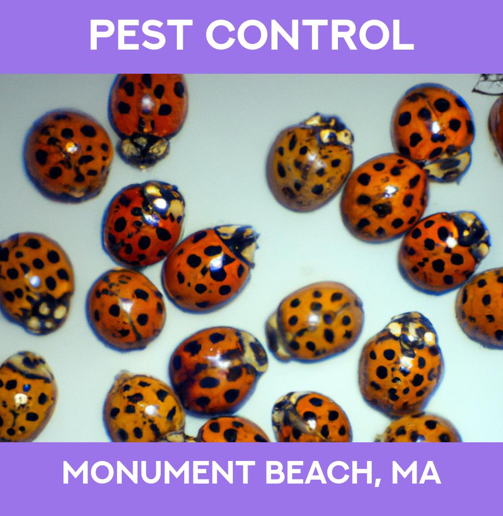 pest control in Monument Beach Massachusetts