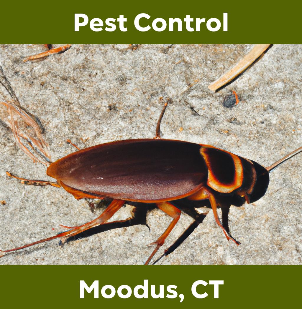 pest control in Moodus Connecticut