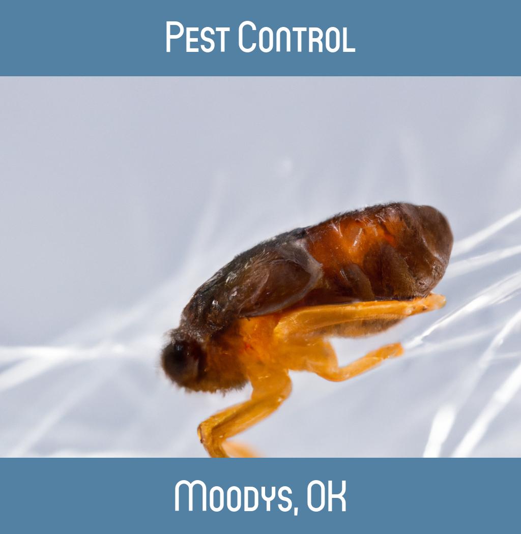 pest control in Moodys Oklahoma