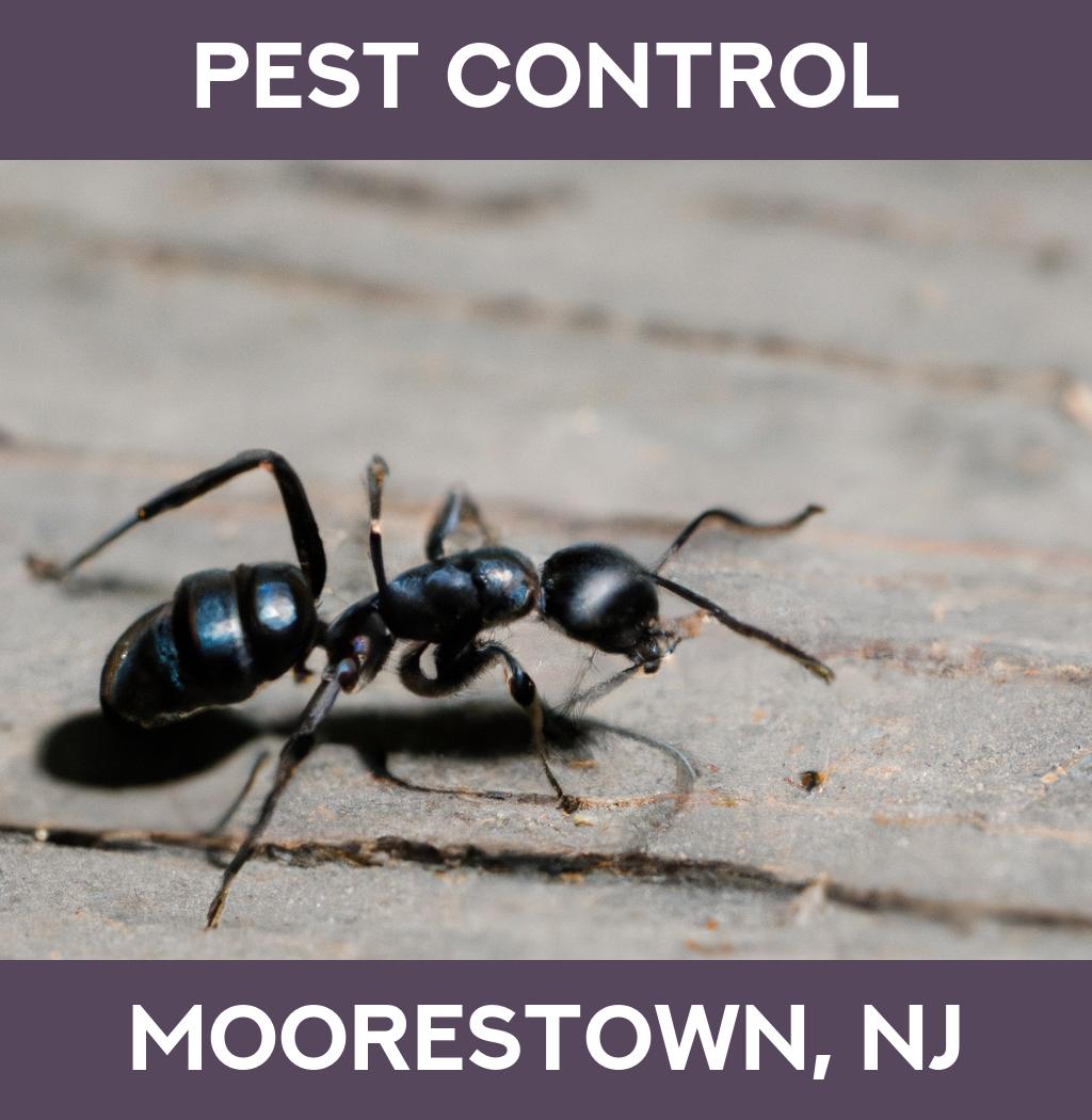 pest control in Moorestown New Jersey