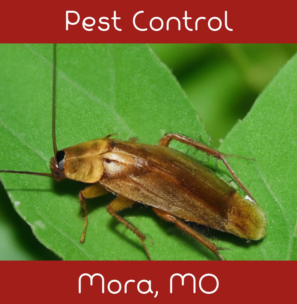pest control in Mora Missouri