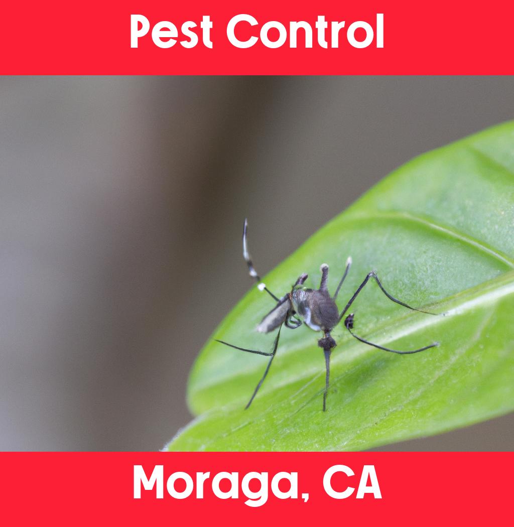 pest control in Moraga California