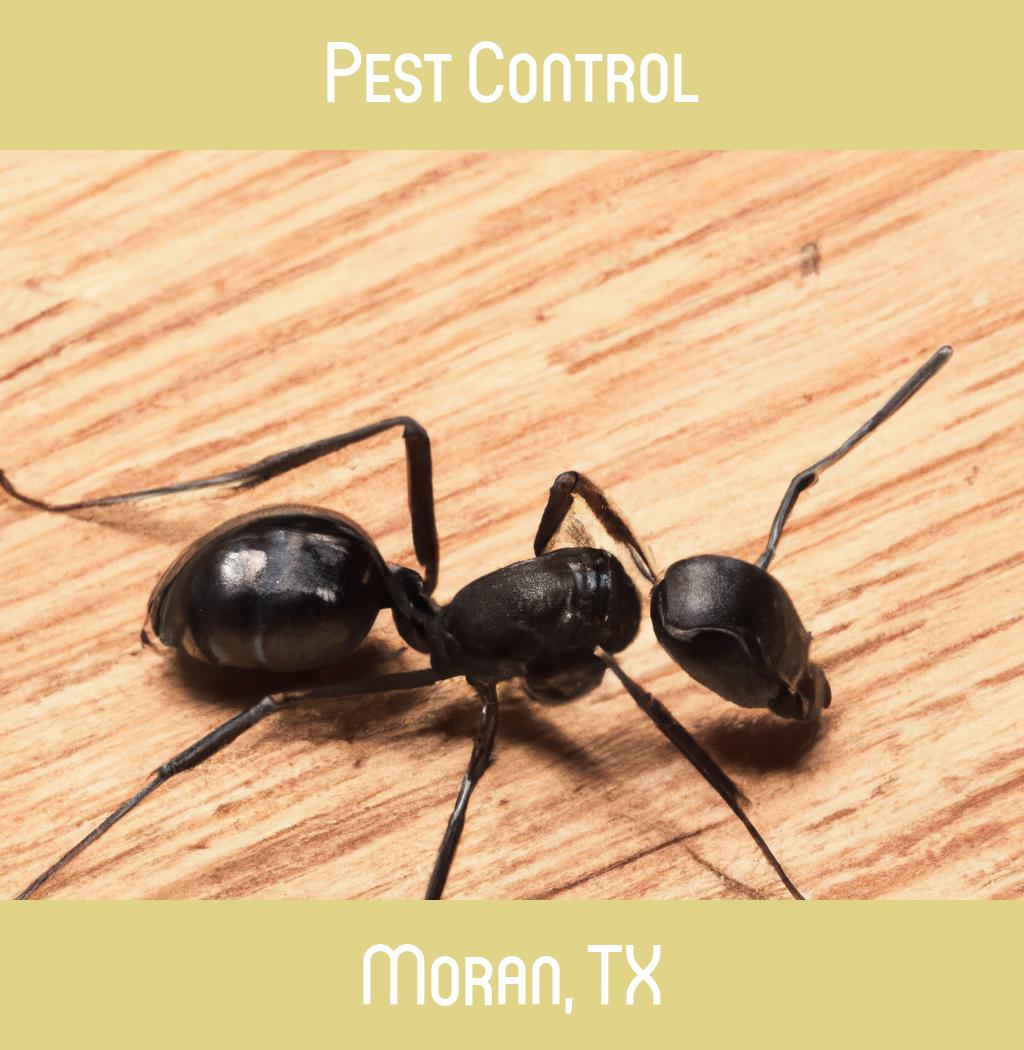 pest control in Moran Texas