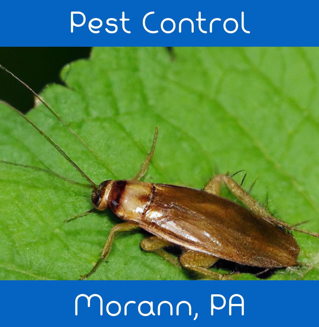 pest control in Morann Pennsylvania
