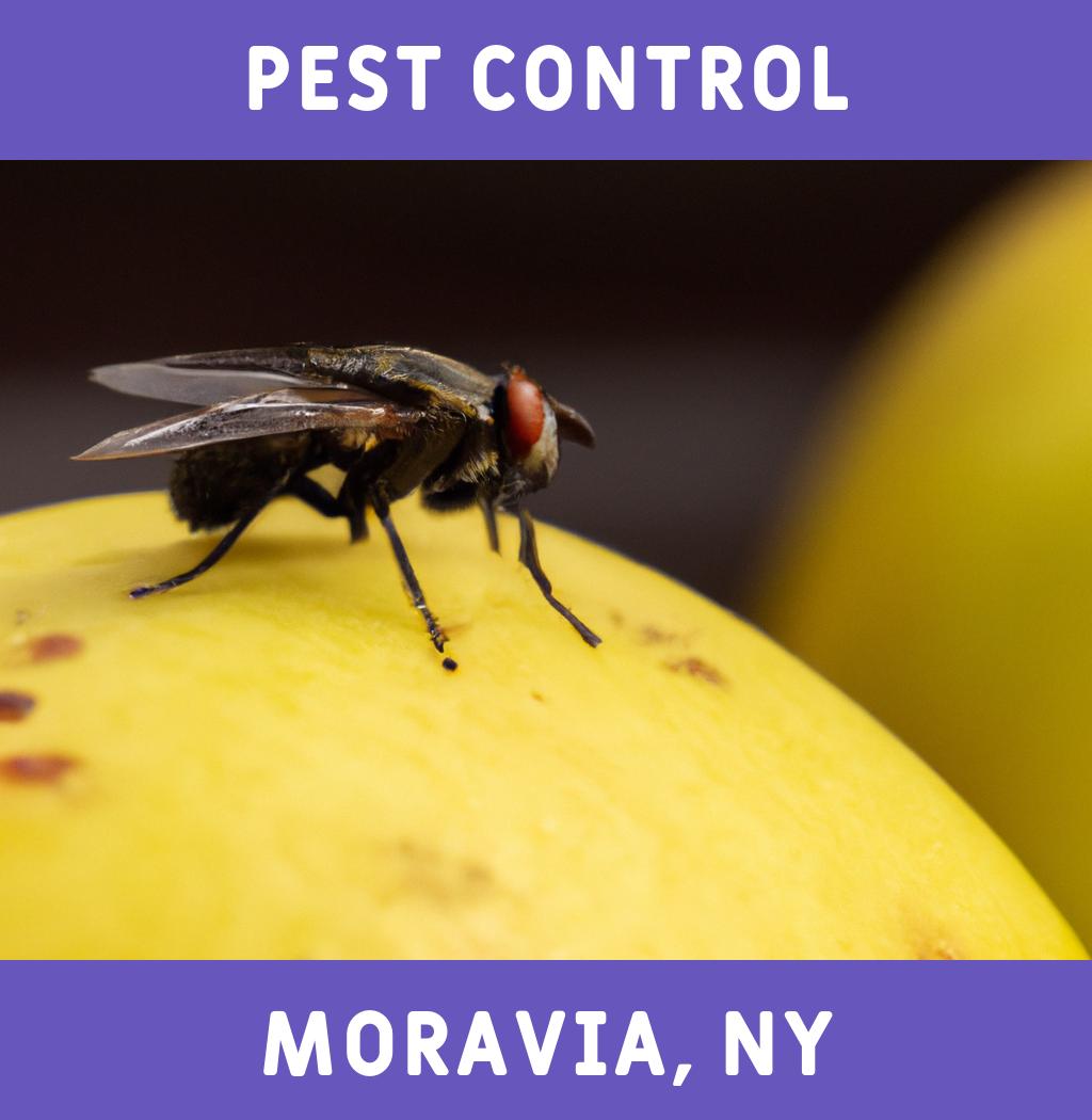 pest control in Moravia New York