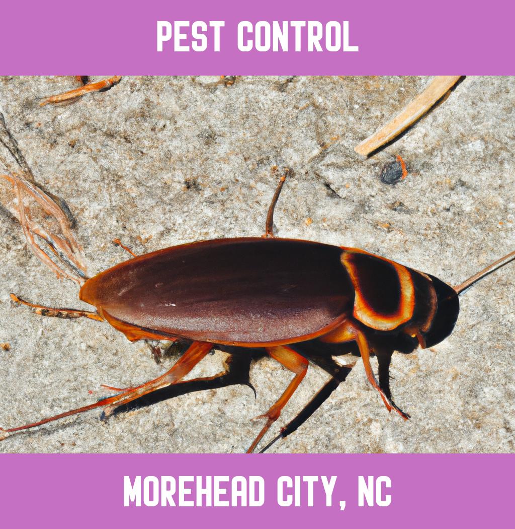 pest control in Morehead City North Carolina
