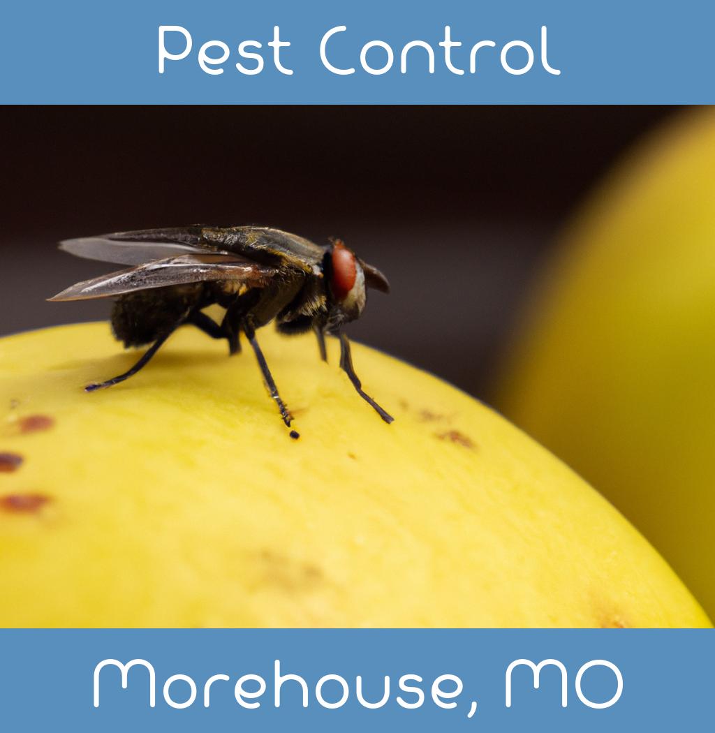 pest control in Morehouse Missouri