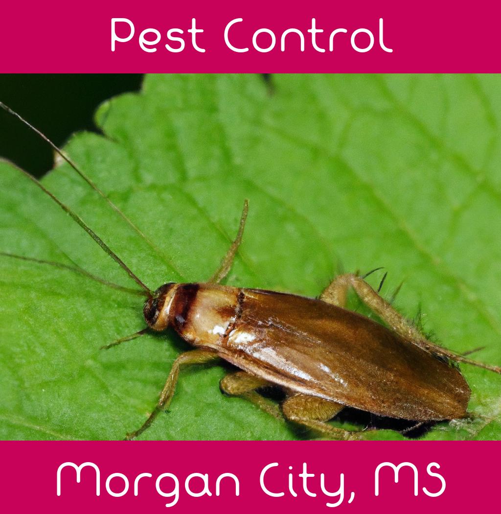pest control in Morgan City Mississippi