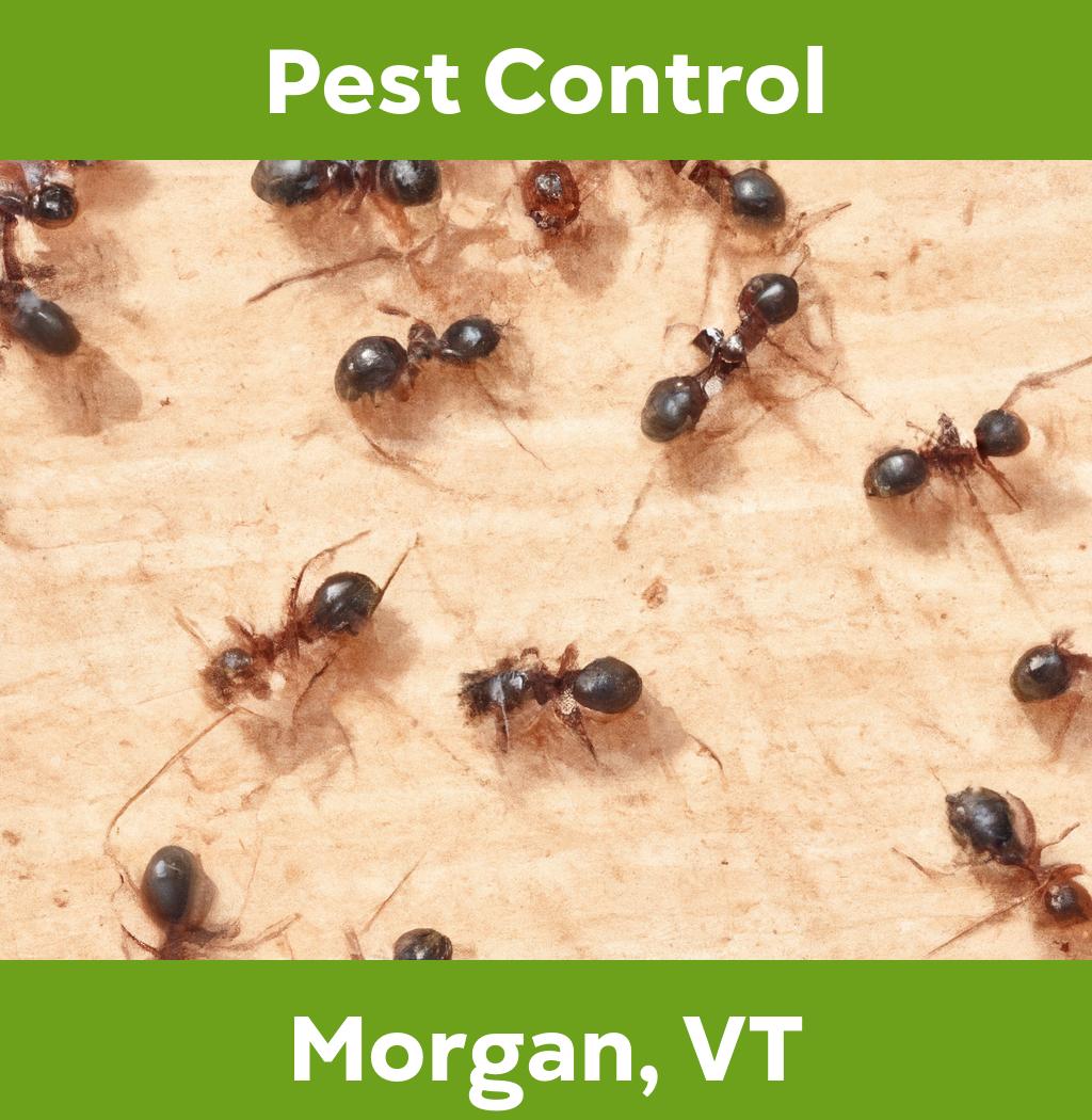 pest control in Morgan Vermont