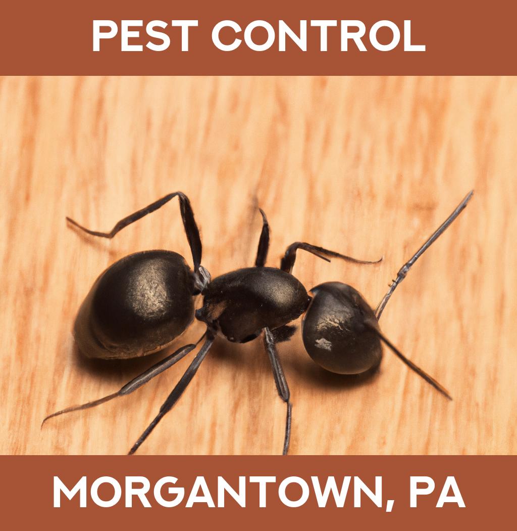 pest control in Morgantown Pennsylvania