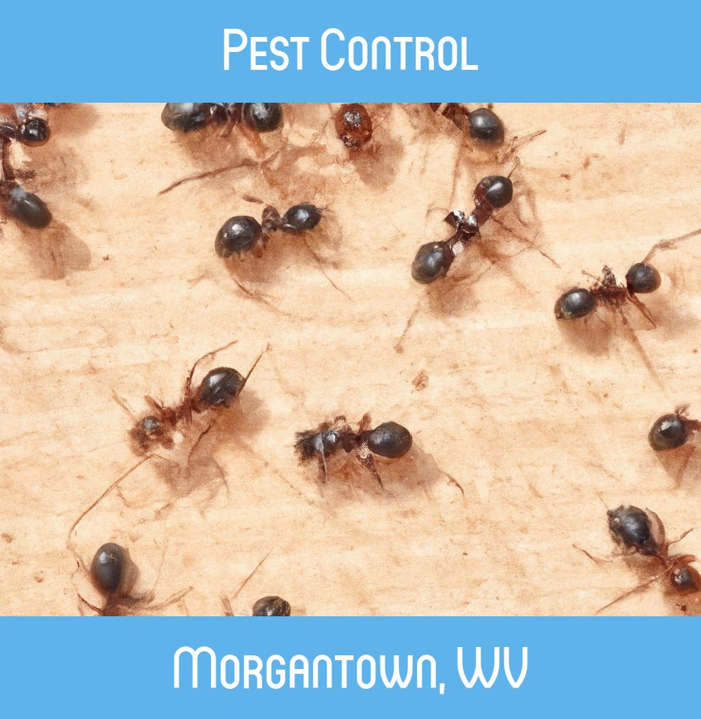 pest control in Morgantown West Virginia