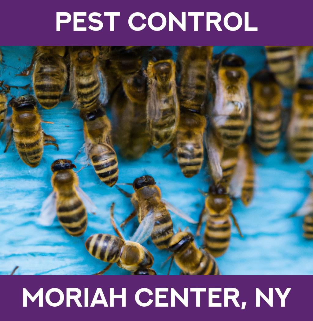 pest control in Moriah Center New York