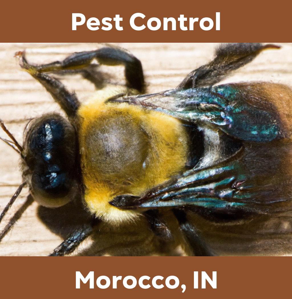 pest control in Morocco Indiana
