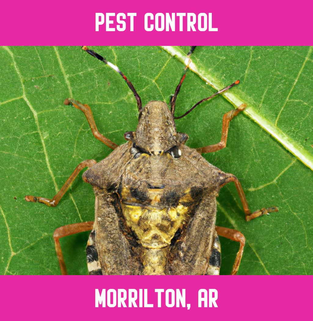pest control in Morrilton Arkansas