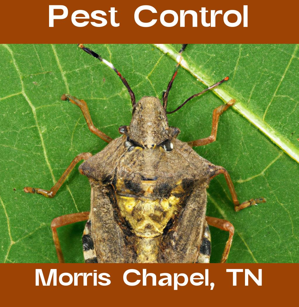 pest control in Morris Chapel Tennessee