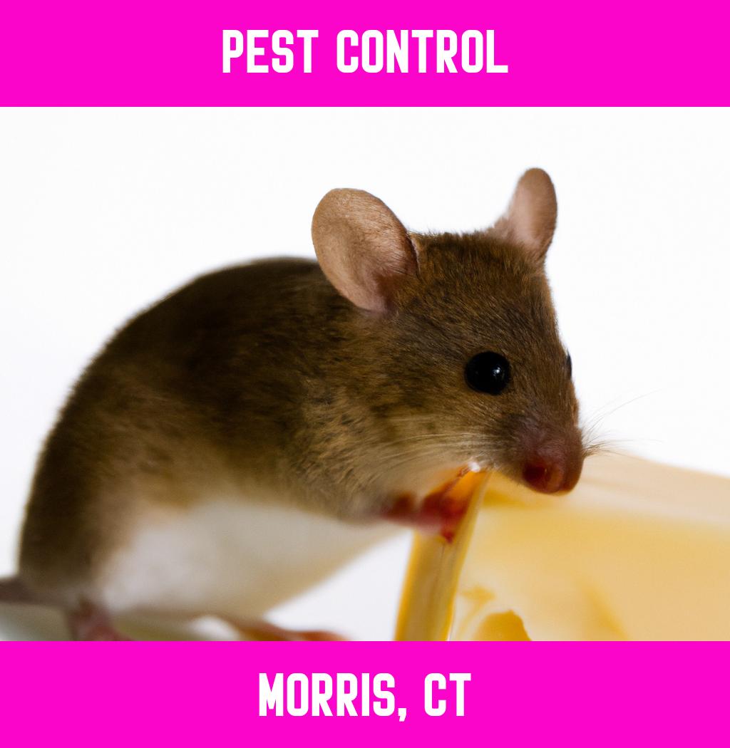 pest control in Morris Connecticut