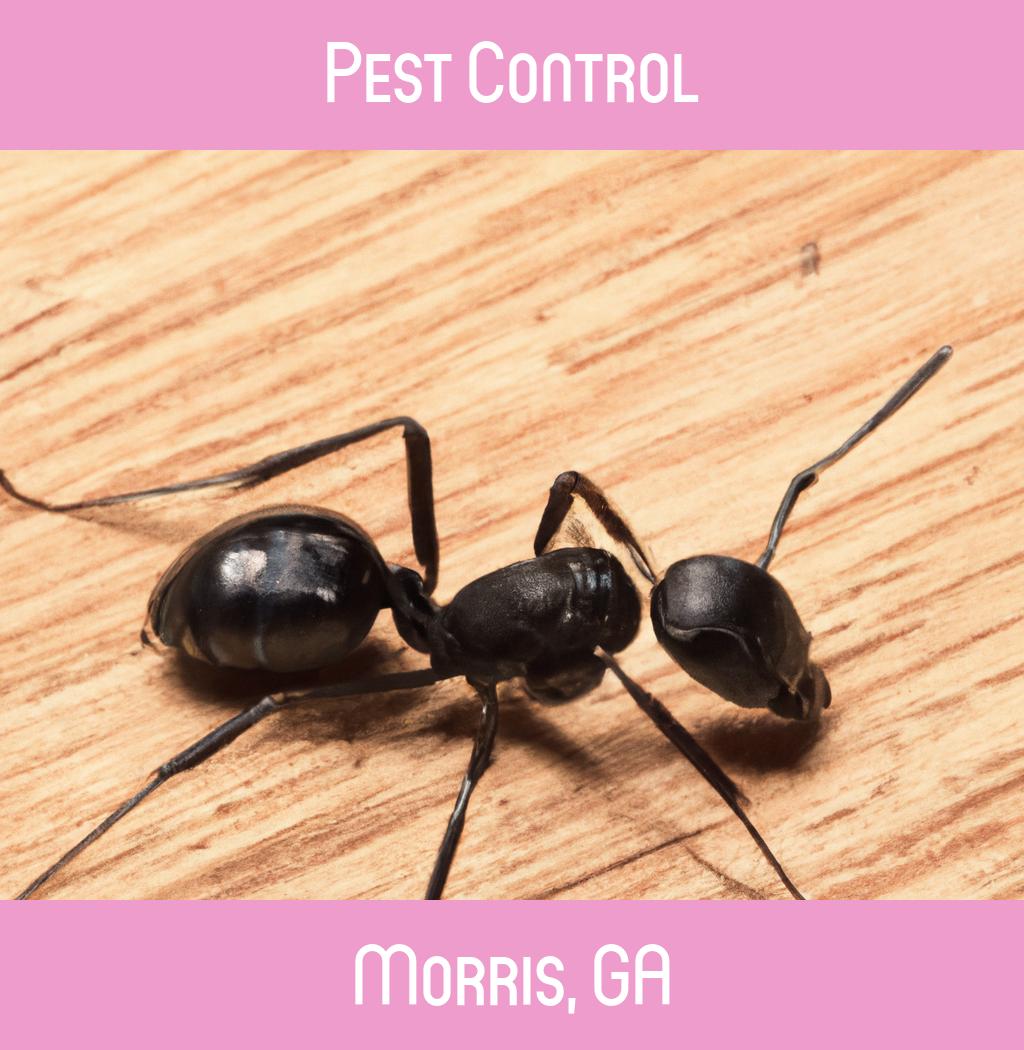 pest control in Morris Georgia