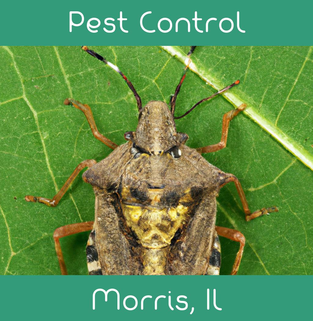 pest control in Morris Illinois