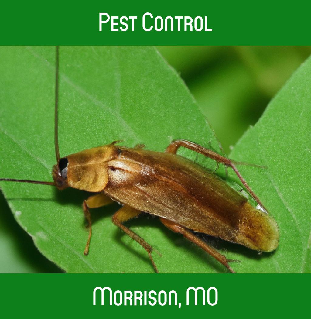 pest control in Morrison Missouri