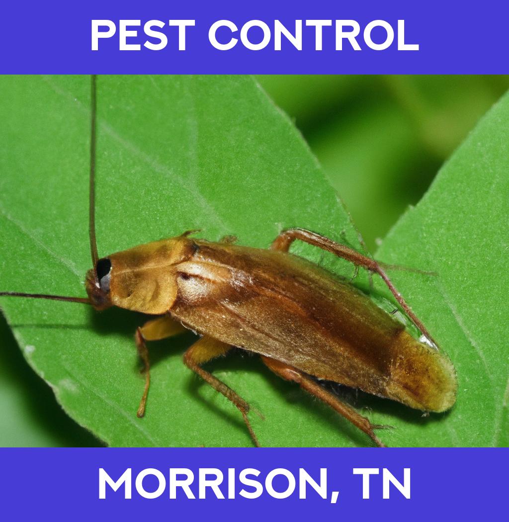 pest control in Morrison Tennessee