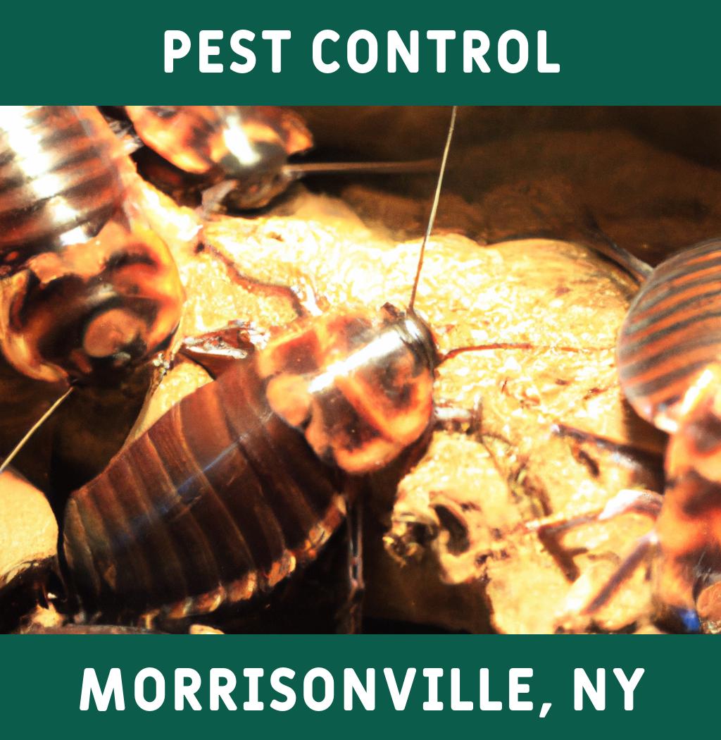 pest control in Morrisonville New York