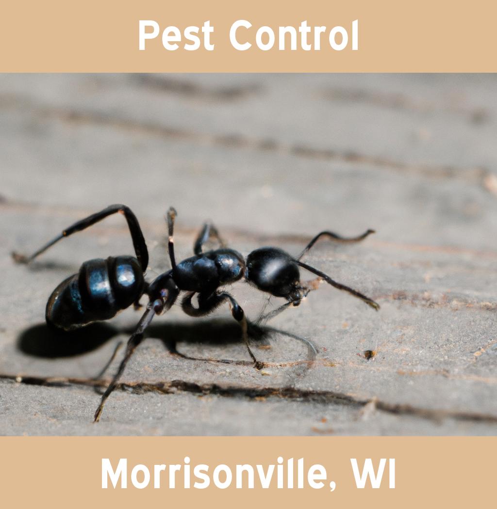 pest control in Morrisonville Wisconsin