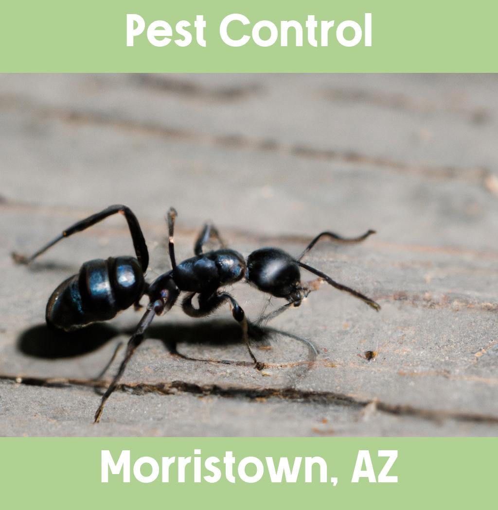 pest control in Morristown Arizona