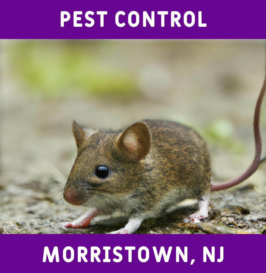 pest control in Morristown New Jersey